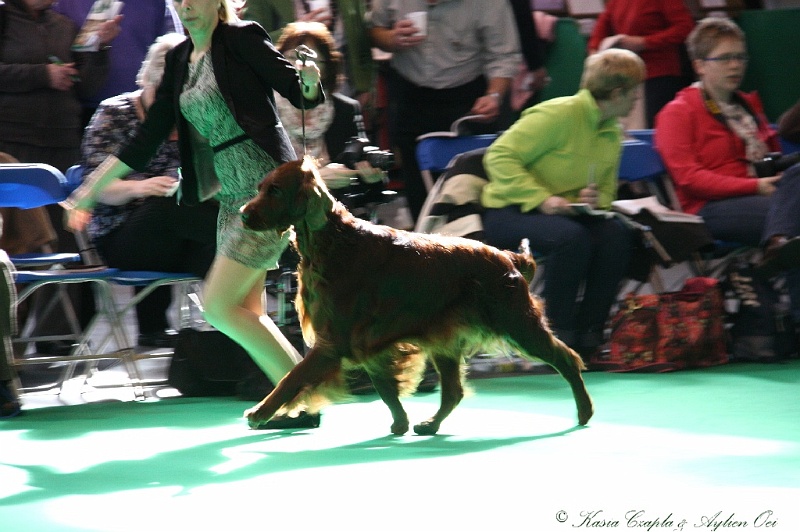 Crufts2011 503.jpg